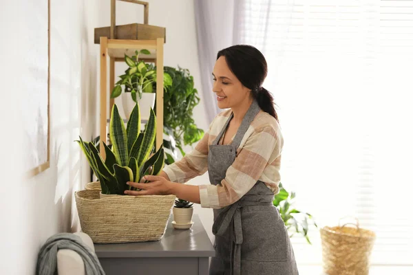 Mujer Madura Cuidando Planta Interior Casa Interesante Hobby — Foto de Stock