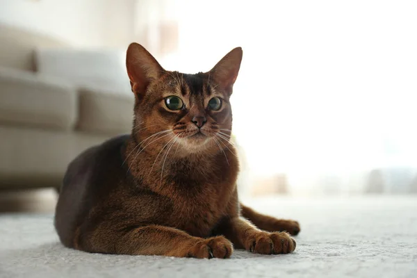 Krásná Habešská Kočka Doma Podlaze Krásný Mazlíček — Stock fotografie