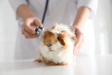 Klinikte deney yapan kadın veteriner, yakın plan.