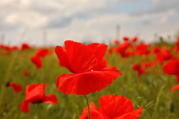 Gyönyörű Piros Mák Virágok Növekvő Területen Közelkép — Stock Fotó