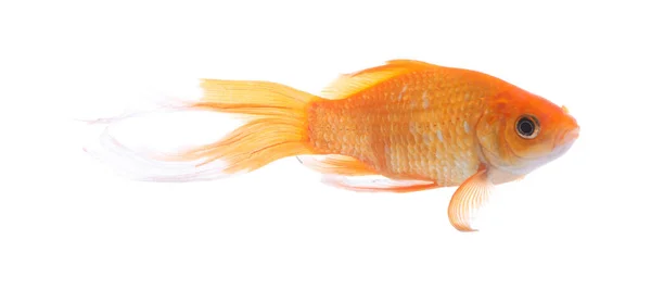 Красива Яскрава Маленька Золота Рибка Ізольована Білому — стокове фото