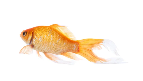 흰색으로 아름다운 금붕어 — 스톡 사진