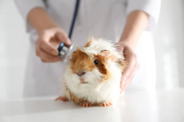 Vrouwelijke Dierenarts Onderzoek Cavia Kliniek Close — Stockfoto