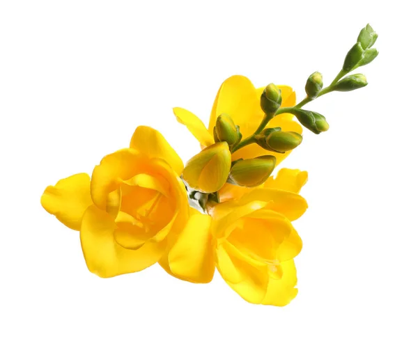Gyönyörű Sárga Freesia Virágok Fehér Háttér — Stock Fotó