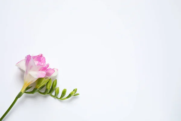 Hermosa Freesia Rosa Flor Sobre Fondo Blanco Vista Superior Espacio —  Fotos de Stock