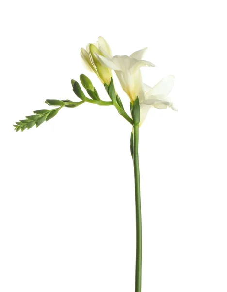Krásná Kvetoucí Freezie Květiny Izolované Bílém — Stock fotografie