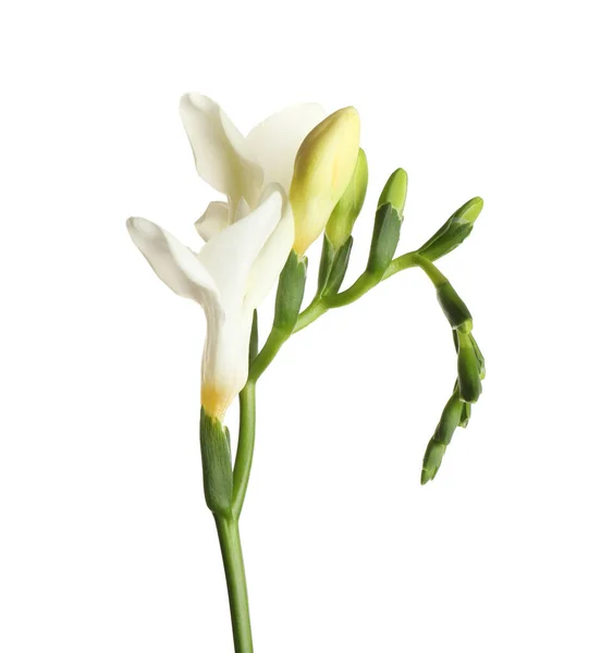 Bela Flor Freesia Flor Isolada Branco — Fotografia de Stock