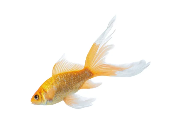 Beautiful Bright Small Goldfish Isolated White Stock Photo