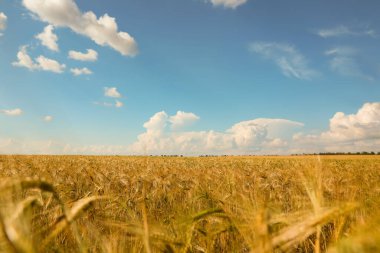 Güneşli bir günde buğday tarlası. Tarım endüstrisi