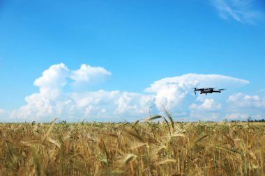 Güneşli bir günde buğday tarlası üzerinde uçan modern drone. Tarım endüstrisi