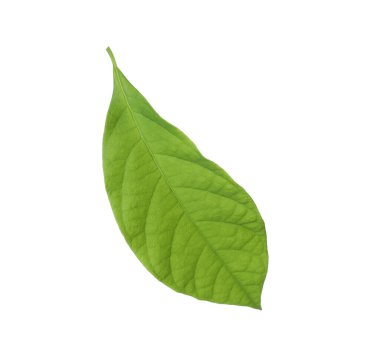Taze yeşil avokado yaprağı beyaza izole edilmiş.