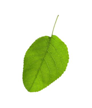Beyaz elma ağacının yeşil yaprağı