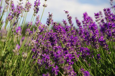Güzel açan lavanta tarlası yaz günü, yakın plan.
