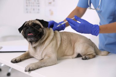 Profesyonel veteriner klinikte sevimli köpek aşısı, yakın plan.