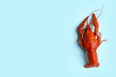 Açık mavi arka planda nefis kaynamış kerevit, üst manzara. Metin için boşluk