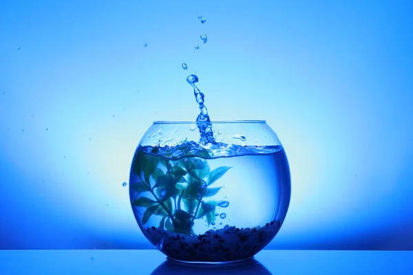 Salpicadura Agua Pecera Redonda Con Planta Decorativa Guijarros Sobre Fondo —  Fotos de Stock