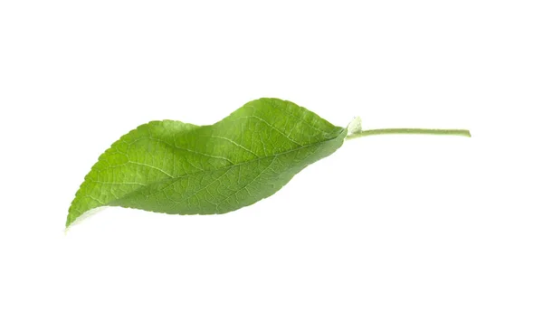 Πράσινο Φύλλο Μηλιάς Που Απομονώνεται Λευκό — Φωτογραφία Αρχείου