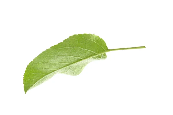 Folha Verde Macieira Isolada Branco — Fotografia de Stock
