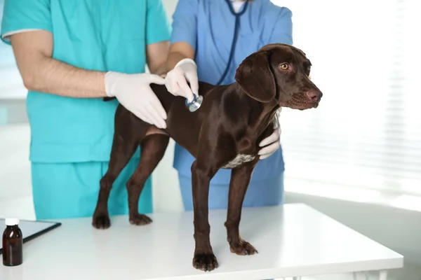 Professionella Veterinärer Undersöker Hund Kliniken Närbild — Stockfoto