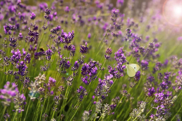 Borboleta Bonita Campo Lavanda Florescente Dia Verão Close — Fotografia de Stock