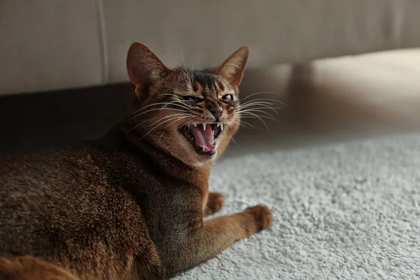 Angry Abyssinian cat on floor at home. Troublesome pet
