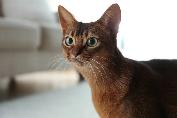 Gato Abissínio Bonito Fundo Borrado Close Bonito Animal Estimação — Fotografia de Stock