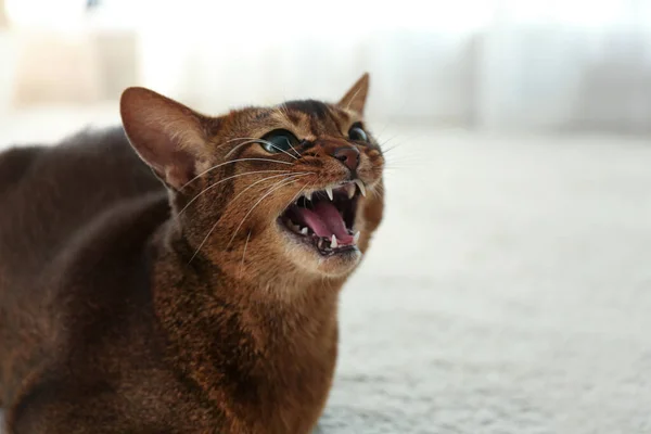 Angry Abyssinian cat on blurred background, closeup. Troublesome pet