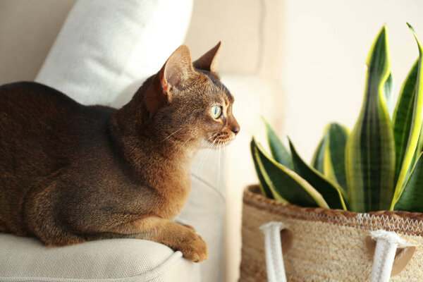 Beautiful Abyssinian cat on sofa at home. Lovely pet