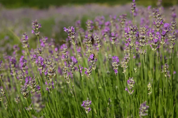 Hermosas Flores Lavanda Creciendo Campo Primer Plano — Foto de Stock