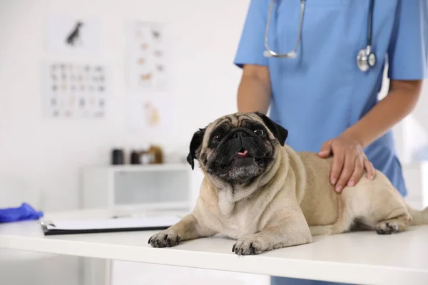 Closeup View Veterinarian Examining Cute Pug Dog Clinic Space Text — Stock Photo, Image