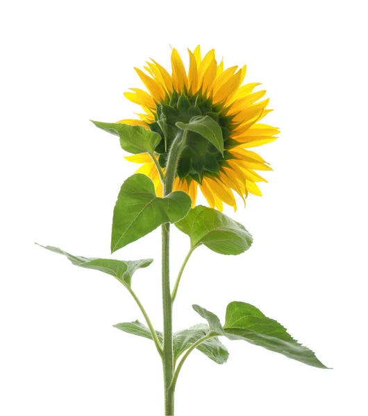 Vacker Ljus Blommande Solros Isolerad Vit — Stockfoto