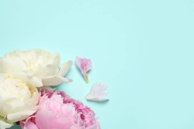 Açık mavi arka planda güzel şakayıklar, düz yatış. Metin için boşluk