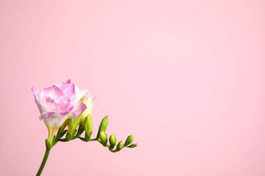 Pembe arka planda güzel yumuşak frezya çiçeği. Metin için boşluk