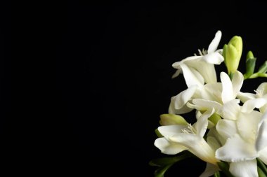 Siyah arka planda güzel frezya çiçekleri, yakın plan. Metin için boşluk