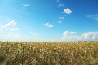 Güneşli bir günde buğday tarlası. Tarım endüstrisi