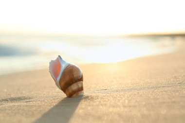 Kumsalda güneşli bir günde deniz kabuğu. Metin için boşluk