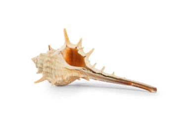 Güzel egzotik deniz kabuğu beyaza izole edilmiş.