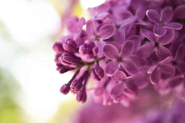 Vue Rapprochée Bel Arbuste Lilas Fleurs Extérieur — Photo