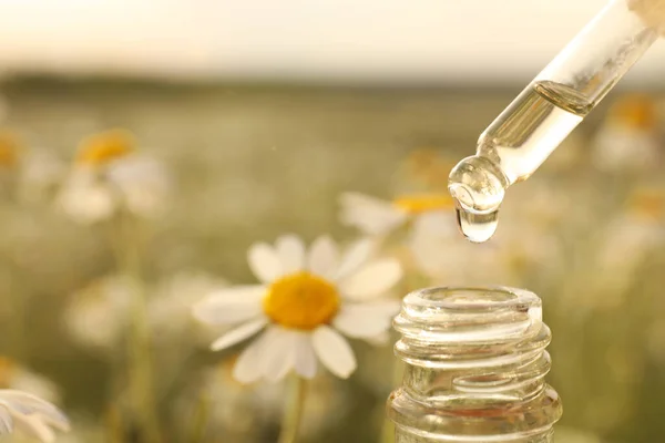 Dripping Essential Oil Pipette Bottle Chamomile Field Closeup Space Text — Stock Photo, Image