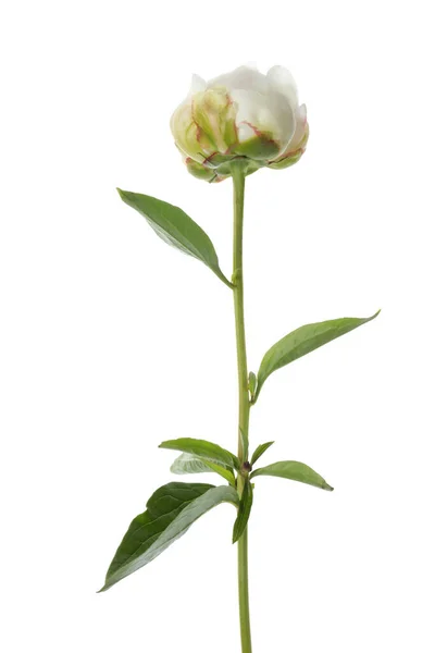 Vacker Doftande Pion Blomma Isolerad Vit — Stockfoto