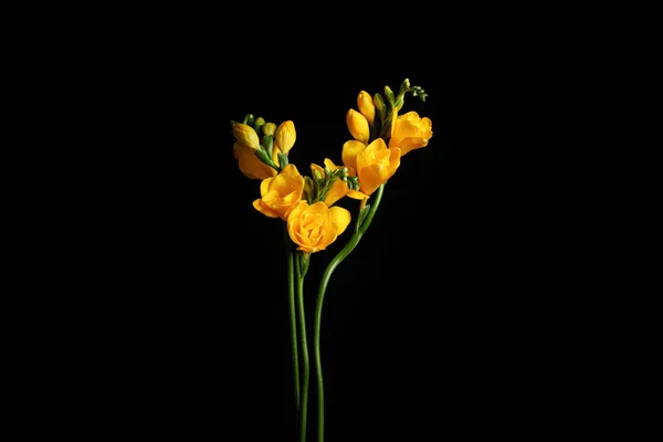 Hermosas Flores Freesia Amarilla Sobre Fondo Negro —  Fotos de Stock