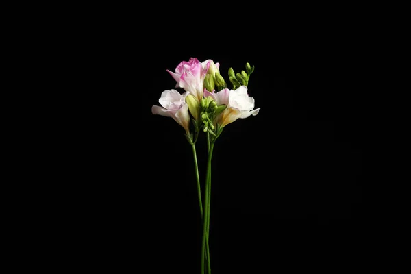Piękne Jasne Kwiaty Freesia Czarnym Tle — Zdjęcie stockowe