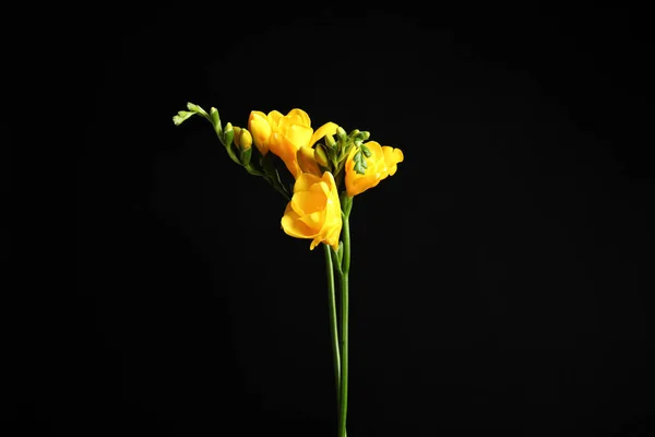 Vacker Gul Freesia Blommor Svart Bakgrund — Stockfoto