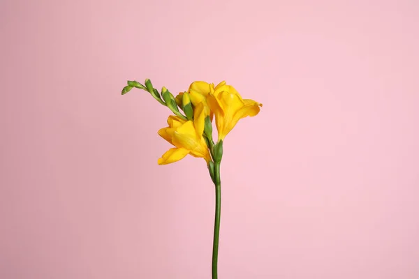 Bellissimo Fiore Fresia Giallo Sfondo Rosa — Foto Stock
