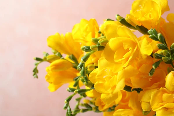 Hermosas Freesias Amarillas Flor Sobre Fondo Rosa Primer Plano —  Fotos de Stock
