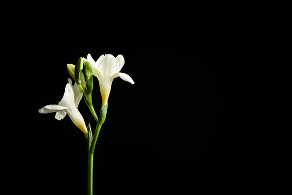 Hermosas Flores Freesia Blanca Sobre Fondo Negro Espacio Para Texto —  Fotos de Stock