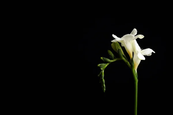 Hermosas Flores Freesia Blanca Sobre Fondo Negro Espacio Para Texto — Foto de Stock