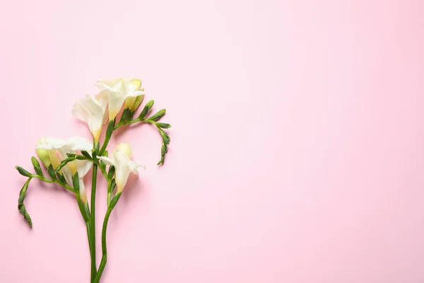 Beautiful Freesia Flowers Light Pink Background Top View Space Text — Stock Photo, Image