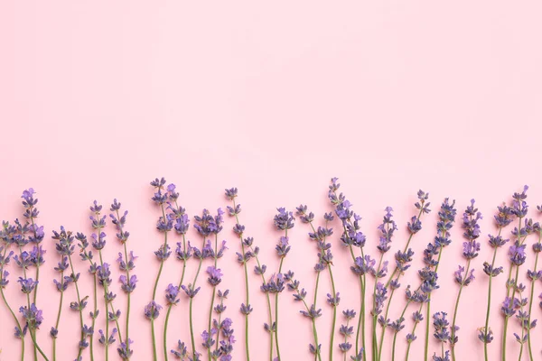 美丽的薰衣草花在粉红色的背景上 平坦平整 案文的篇幅 — 图库照片