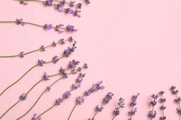 Schöne Lavendelblüten Auf Rosa Hintergrund Flach Gelegt Raum Für Text — Stockfoto